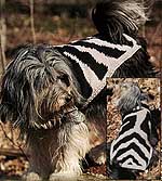 Zebra Dog